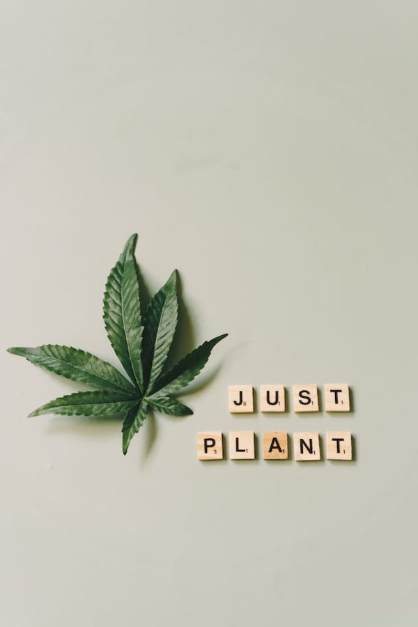 Cannabis et Méditation : Une Connexion Pleine de Sagesse