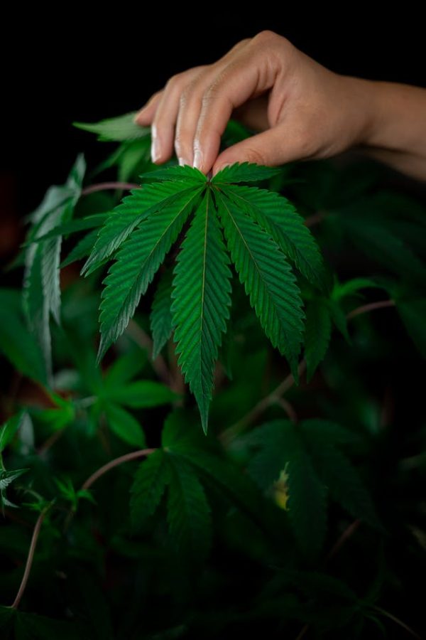 Tourisme du Cannabis: Une Exploration des Destinations Accueillantes